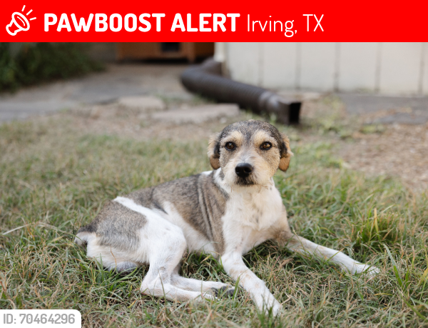 Lost Male Dog last seen Commons at Parkeside, Irving, TX 75063
