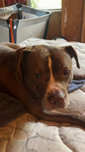 Lost Male Dog last seen mike williams, Bunnlevel, NC 28323