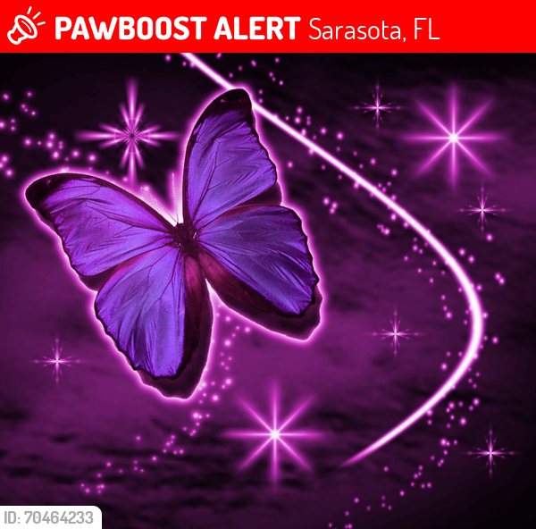 Lost Female Cat last seen Near scrub jay dirve, Sarasota, FL 34241