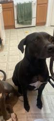 Lost Female Dog last seen Stasseny and emerald forrest, Austin, TX 78745