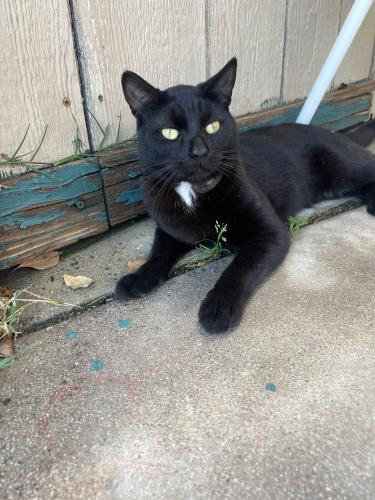 Lost Male Cat last seen San Jacinto & Altura Dr, Perris, CA 92570