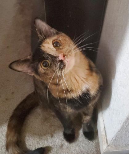 Lost Female Cat last seen East 131st street; we are across from the Playground on 131st and Freedom Drive, Fishers, IN 46037