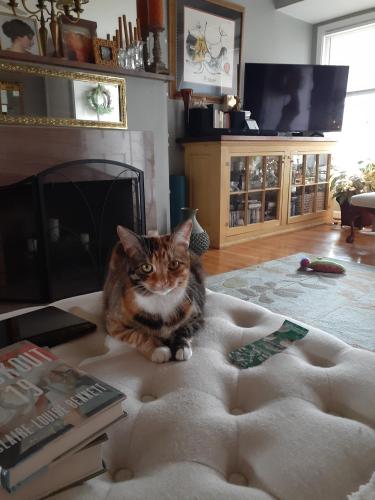 Lost Female Cat last seen W 7th Ave & Broadleigh , Columbus, OH 43212