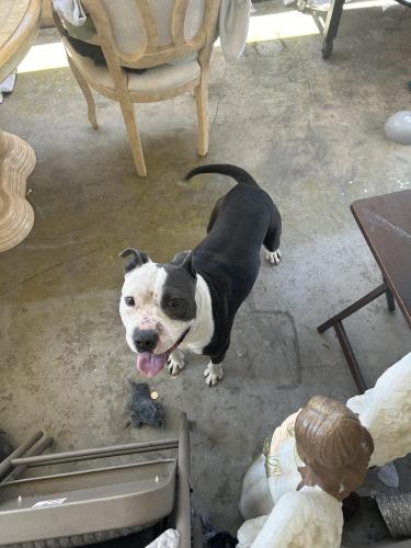 Found/Stray Female Dog last seen Temple city , Temple City, CA 91780