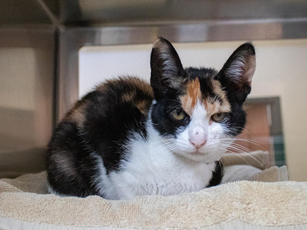 Shelter Stray Female Cat last seen Near BLOCK E COLORADO BLVD, Pasadena, CA 91105
