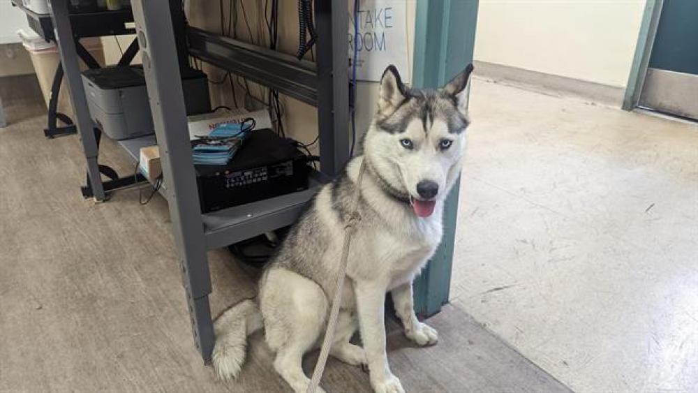 Shelter Stray Male Dog last seen EL MOLINO X UNION ST, Pasadena, CA 91105