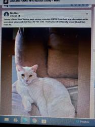 Lost Male Cat last seen Friendly Grove Rd NE, Olympia, WA 98506