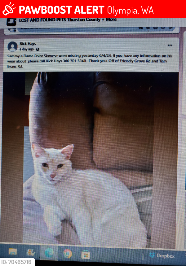 Lost Male Cat last seen Friendly Grove Rd NE, Olympia, WA 98506