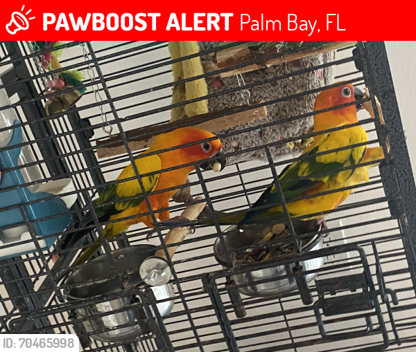 Lost Female Bird last seen Warton avenue in Palm Bay , Palm Bay, FL 32909