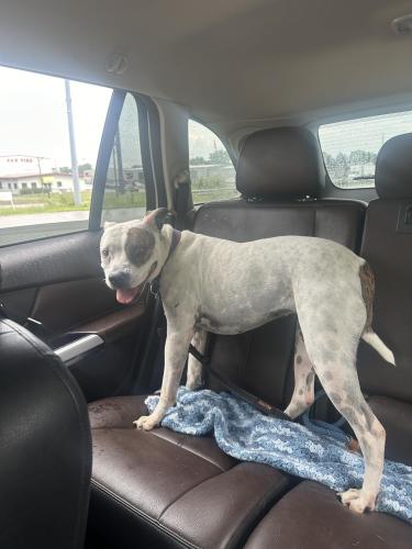 Lost Female Dog last seen IAC TOOK HER FROM  ROCKVILLE RD AND LYNDHURST , Indianapolis, IN 46221