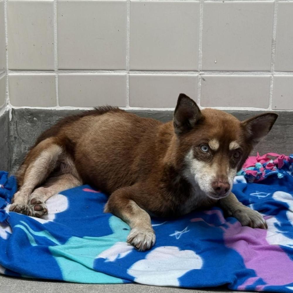 Shelter Stray Male Dog last seen , Hawthorne, CA 90250