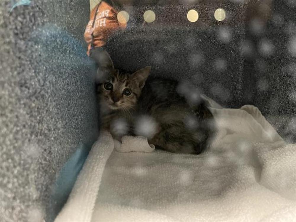 Shelter Stray Unknown Cat last seen Near BLOCK S HUDSON AVE, Pasadena, CA 91105