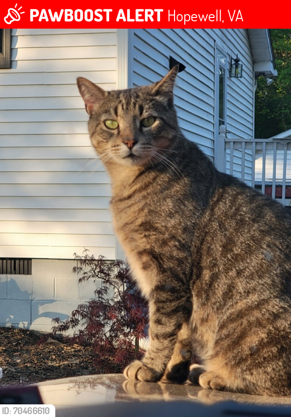 Lost Male Cat last seen At the end of Prince George St. Mansion Hills subdivision, Hopewell, VA 23860