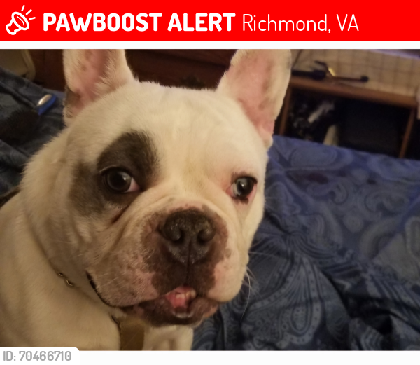 Lost Male Dog last seen Meadowbrook High School , Richmond, VA 23234