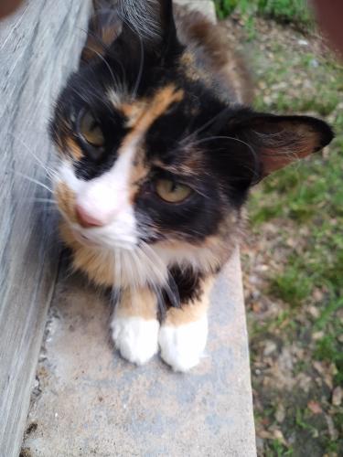 Lost Female Cat last seen mulberry street and van sickle street , Sulphur Springs, TX 75482