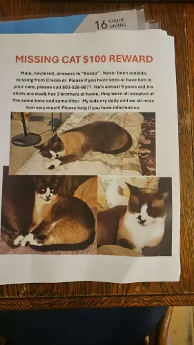 Lost Male Cat last seen Colony park, Brevard County, FL 32953