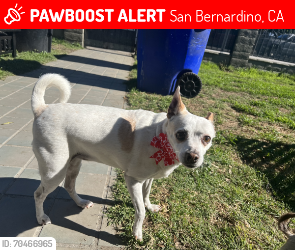 Lost Female Dog last seen 18th and Genevieve , San Bernardino, CA 92405