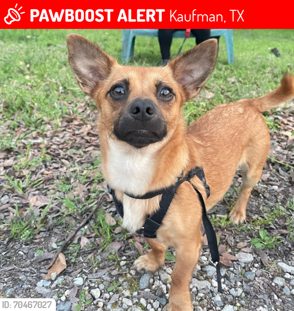 Lost Female Dog last seen Down CR 124, Kaufman, TX 75142
