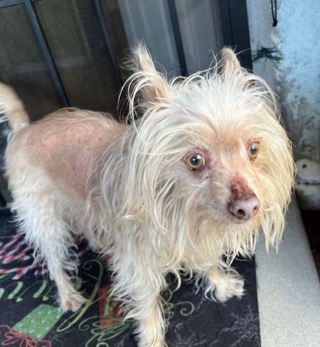 Lost Male Dog last seen Near Central and 132nd street , Los Angeles, CA 90059