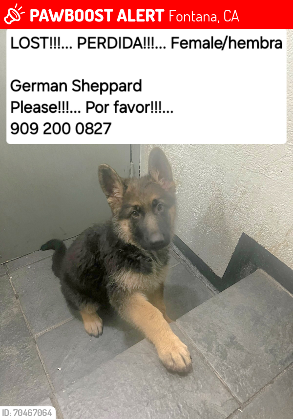 Lost Female Dog last seen DMV, Fontana, CA 92335