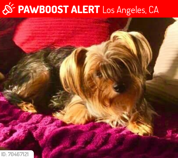 Lost Female Dog last seen Ruthelen St & W 54th St , Los Angeles, CA 90062
