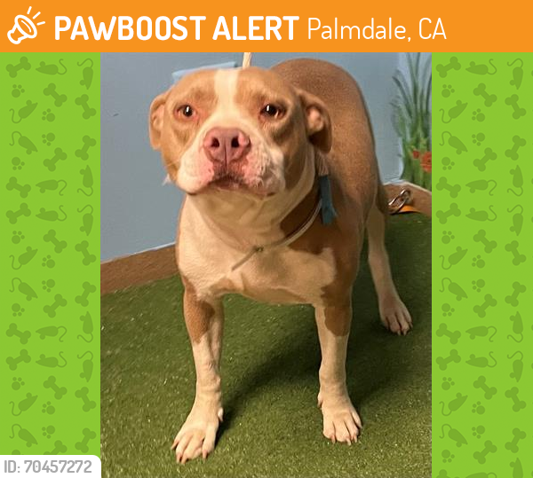 Shelter Stray Female Dog last seen , Palmdale, CA 93550