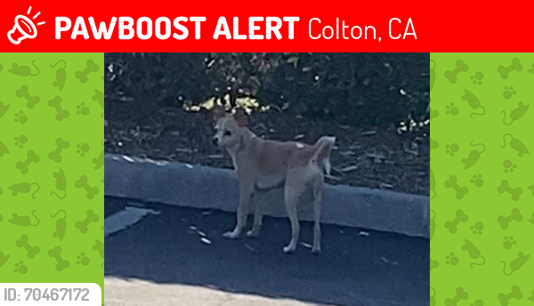 Lost Female Dog last seen Mt Vernon/Valley, Colton, CA 92324
