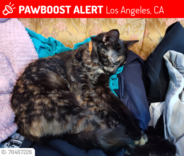 Lost Female Cat last seen Alumni Ave near Starbucks, Los Angeles, CA 90041