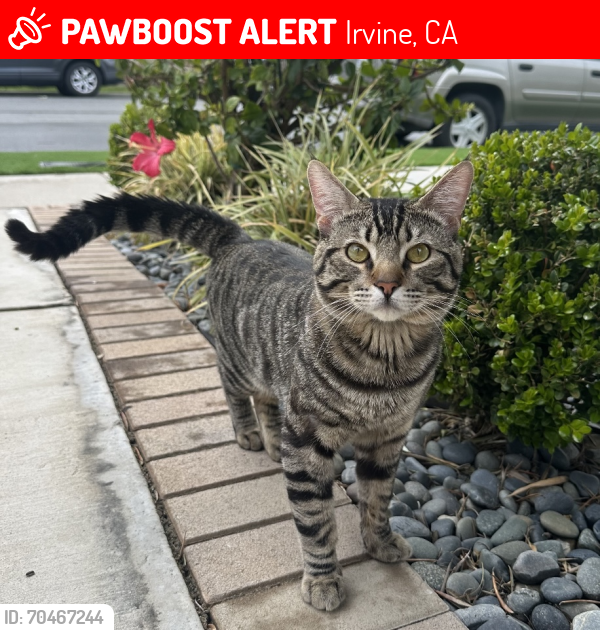 Lost Male Cat last seen Irvine Blvd & Woodbury town center, Irvine, CA 92620