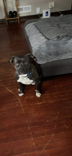 Lost Female Dog last seen 34th and Keystone , Indianapolis, IN 46218