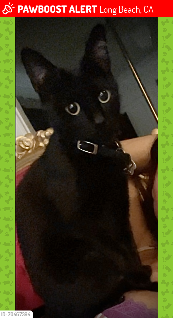 Lost Female Cat last seen Belmont shore beach, Long Beach, CA 90803