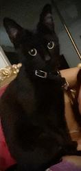 Lost Female Cat last seen Belmont shore beach, Long Beach, CA 90803