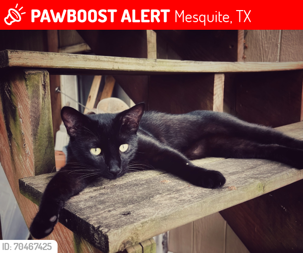 Lost Male Cat last seen Neighborhood off Tripp Rd between Galloway/Belt Line, Mesquite, TX 75150