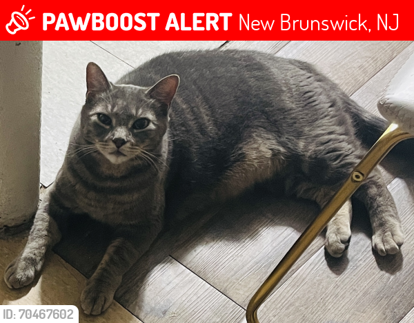 Lost Male Cat last seen Livingston and Wellington place, New Brunswick, NJ 08901