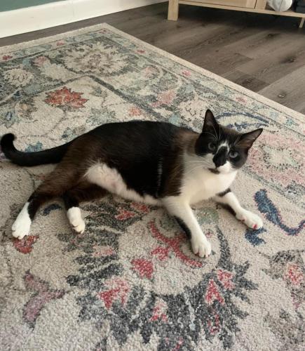 Lost Male Cat last seen Forecast and thunder ln, Patrick Space Force Base, FL 32925