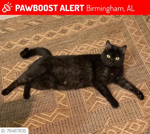 Lost Male Cat last seen Ampersandwich , Birmingham, AL 35222
