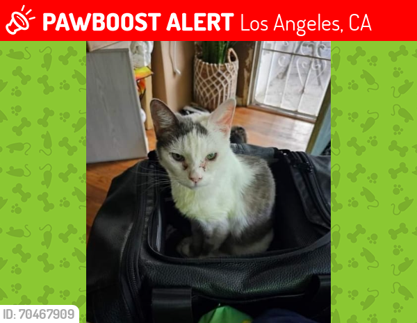 Lost Female Cat last seen tribune and louis , Los Angeles, CA 91344