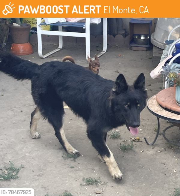 Rehomed Male Dog In El Monte CA 91733 ID 70467925 PawBoost rehomed-male-dog-in-el-monte-ca-91733-id-70467925-pawboost