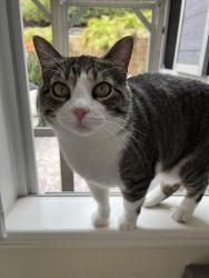 Lost Female Cat last seen Mariana and Basilica Way, Oceanside, CA 92057