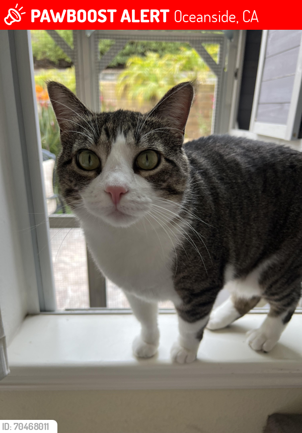 Lost Female Cat last seen Mariana and Basilica Way, Oceanside, CA 92057