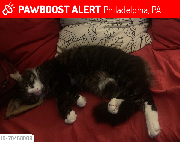 Lost Male Cat last seen Mckean st between 22nd &23rd, Philadelphia, PA 19145