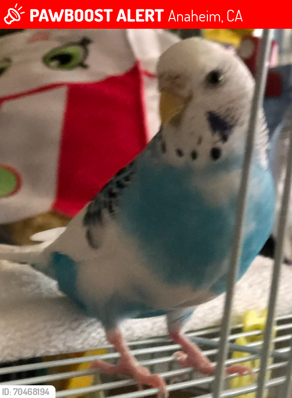 Lost Female Bird last seen Lincoln Ave and Sunkist St, Anaheim, CA 92806