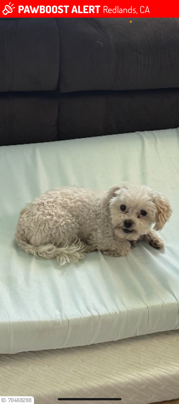 Lost Female Dog last seen Sixth St & Colton Ave, Redlands, CA 92374