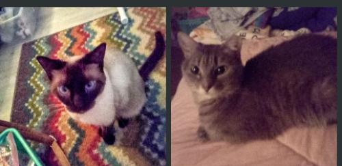 Lost Male Cat last seen Washington and Harris avenue, Indianapolis, IN 46222