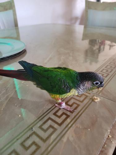 Lost Female Bird last seen Morning Star Dr and Airport Rd, Mississauga, ON L4T 2H7