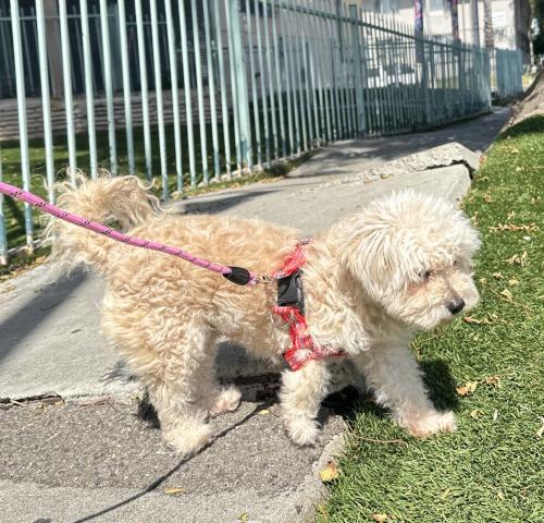 Found/Stray Female Dog last seen Nicolet Ave and Pinafore Street, Los Angeles, CA 90008