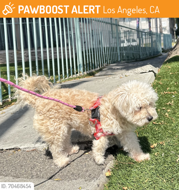 Found/Stray Female Dog last seen Nicolet Ave and Pinafore Street, Los Angeles, CA 90008