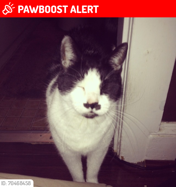 Lost Female Cat last seen Tomlin station road, Harrison Township, NJ 08062