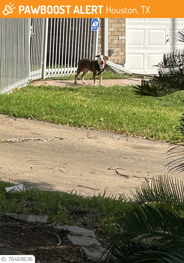 Houston, TX Stray Male Dog Found Near Near this location | PawBoost