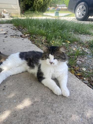 Lost Male Cat last seen Near Atlanta/Kirkman intersection, Greensboro, NC 27406